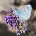 _MG_8370 Green-underside Blue.JPG